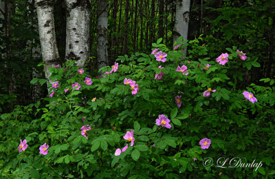 61 - Wild Roses And Birch Trees