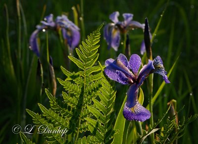 Blue Flag Iris And Fern