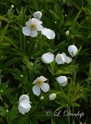  Canada Anemone