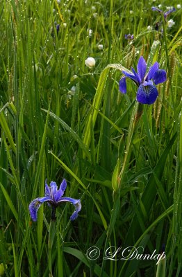 Blue Flag Iris In Field With Anemone, Morning Dew