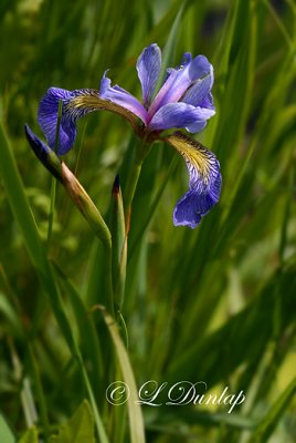 Blue Flag Iris At Pond