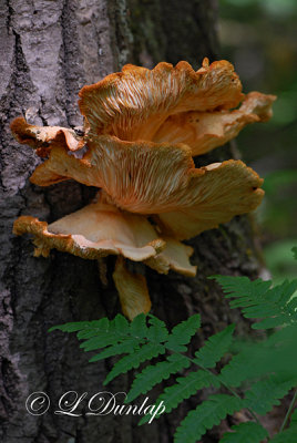 Fungus 1