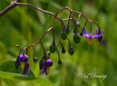 Bittersweet Nightshade