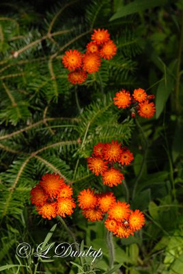 Orange Hawkweed With Fir Branches