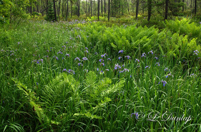 63 - Iris Bog And Ferns, Two