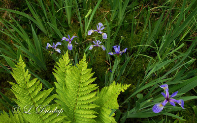 231 - Blue Flag Iris Bog 3