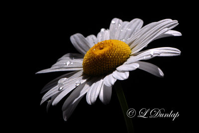 242 - Oxeye Daisy Oblique