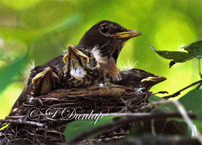 Baby Robins 6th Day, Everybody Contented