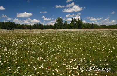 104.1 - Summer Wildflower Field