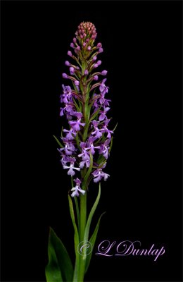 243 - Large Purple Fringed Orchid 1