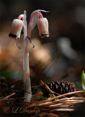 245 - Indian Pipes With Pinecone