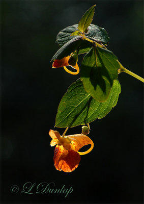 247 - Spotted Touch-me-not; Jewelweed