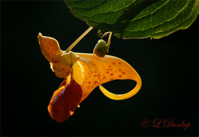 Spotted Touch-me-not;  Jewelweed 2