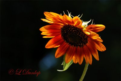 Backlit Sunflower