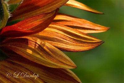 Red Sunflower Petals Detail