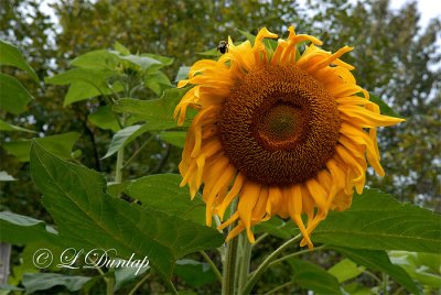 Raggedy Sunflower