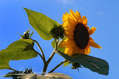 Sunflower Blowing In The Wind