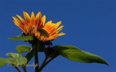 Golden Sunflower Against Blue Sky