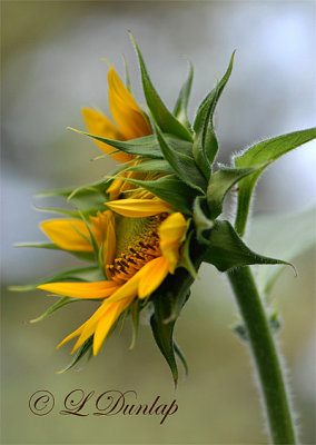 Partially Open Sunflower