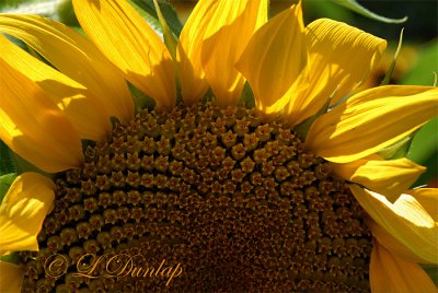Sunflower Center Close