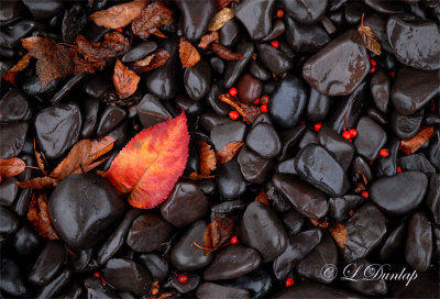 Mountain Ash Berries And Beach Stones