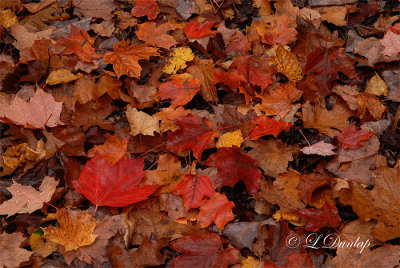 Autumn Forest Floor Color