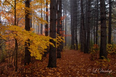 Red Pines And Golden Maple, In Autumn Fog
