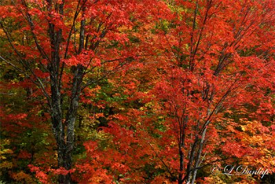Red Maples