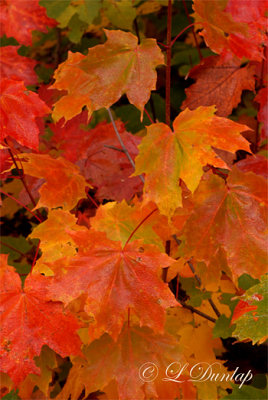 Fall Maple Colors