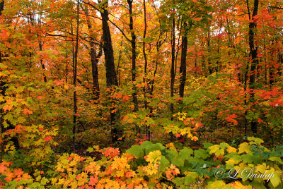 86 - Sawtooth Mountain Ridge: Autumn Woods