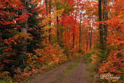 Colorful Lane