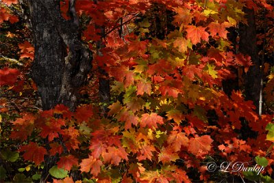 Maple