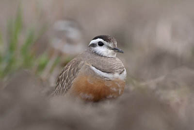 Morinelplevier / Dotterel
