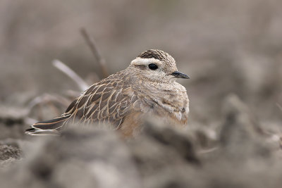 Morinelplevier / Dotterel