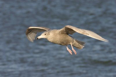 Glaucous Gull