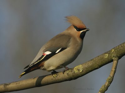 Pestvogel
