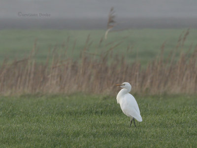 Koereiger