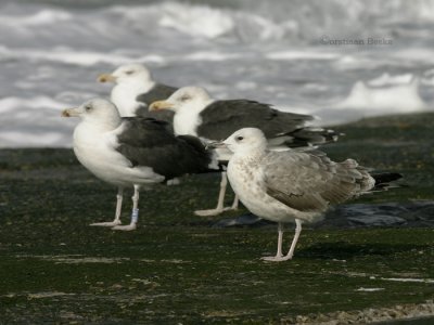 Pontische Meeuw