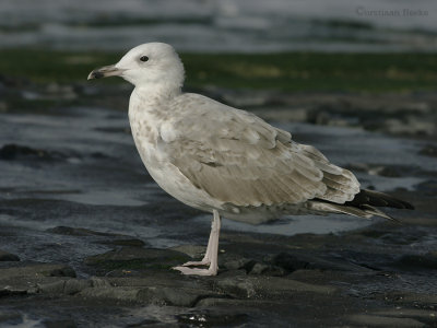 Pontische Meeuw