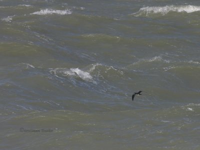 Noordse Pijlstormvogel