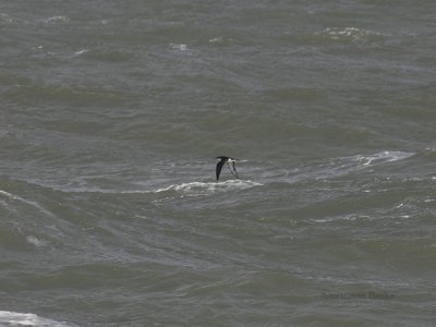 Noordse Pijlstormvogel