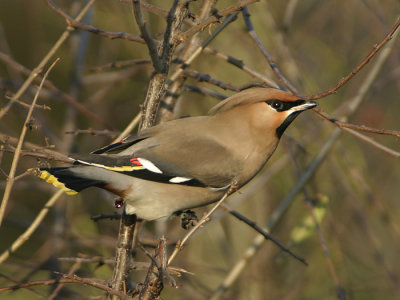 Pestvogel