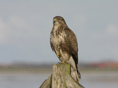 Buizerd