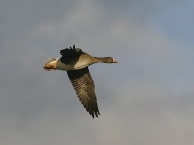 g6/94/743394/3/73506861.j5URrZfY.jpg
