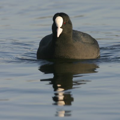 Meerkoet - Common Coot