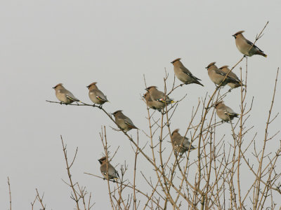 Pestvogel