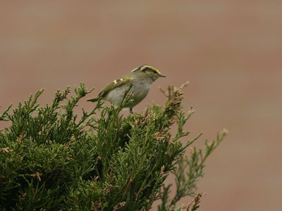 Pallas' Boszanger
