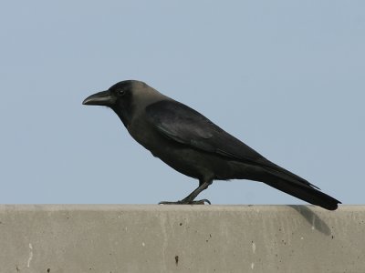 Huiskraai