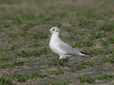 8 oktober 2006