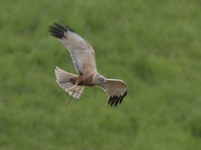 Bruine Kiekendief